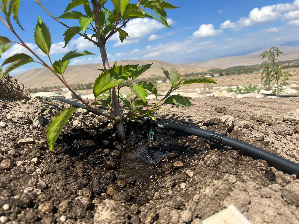Close-up of a drip emitter releasing water at the base of a plant