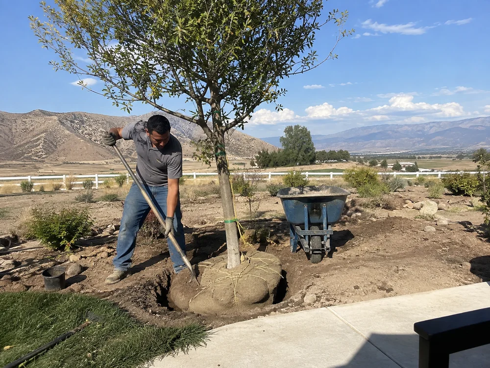 Contractor setting a balled and burlapped tree into a planting hole