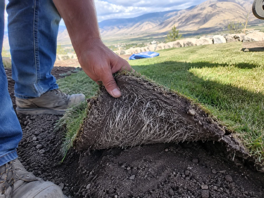 A corner of newly laid sod lifted to show white roots gripping the topsoil