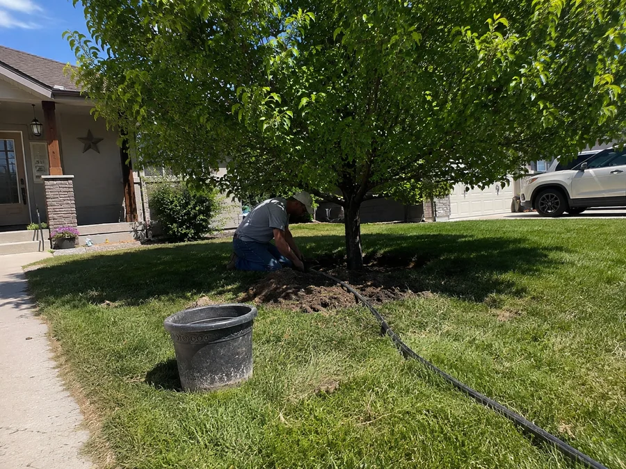 Established ornamental tree shading a Utah front yard lawn