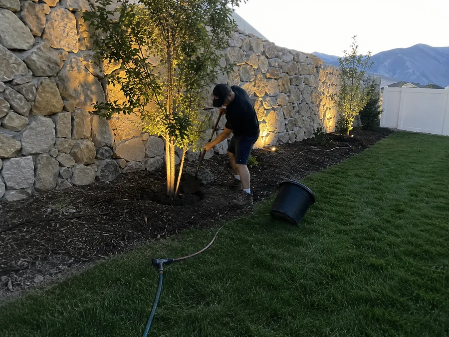 Landscape lighting washing a stone wall and a young shade tree at dusk
