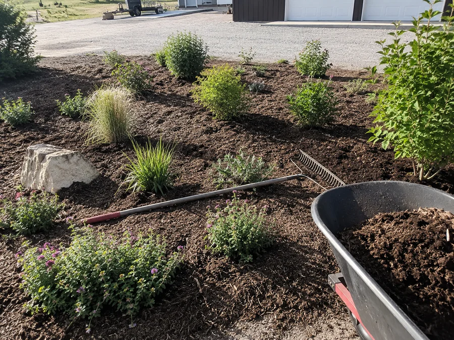 Newly planted shrub bed with layered drought-tolerant perennials and fresh bark mulch