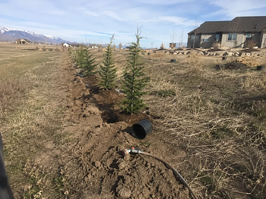 Row of young evergreen trees planted along a rural Utah property line as a windbreak